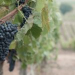 WhatsApp Image 2025-12-17 at 11.40.46