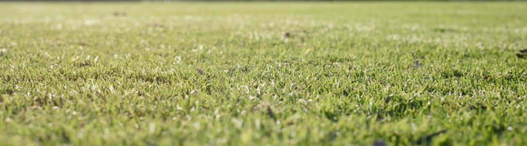 green-grass-background